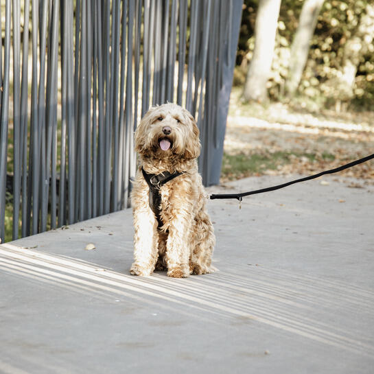 Szelki dla aktywnego psa Kentucky Velvet