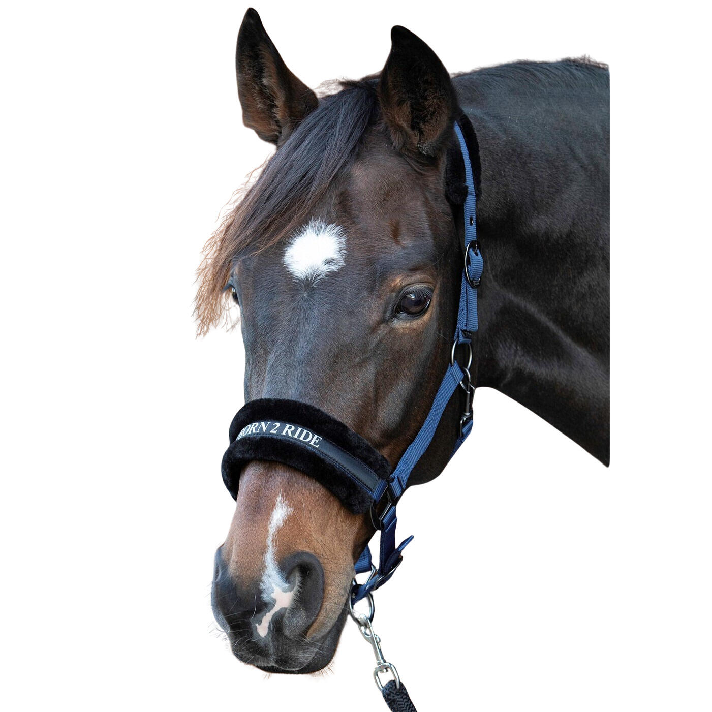 Kantar dla koni Harry's Horse Lyrics Quotes