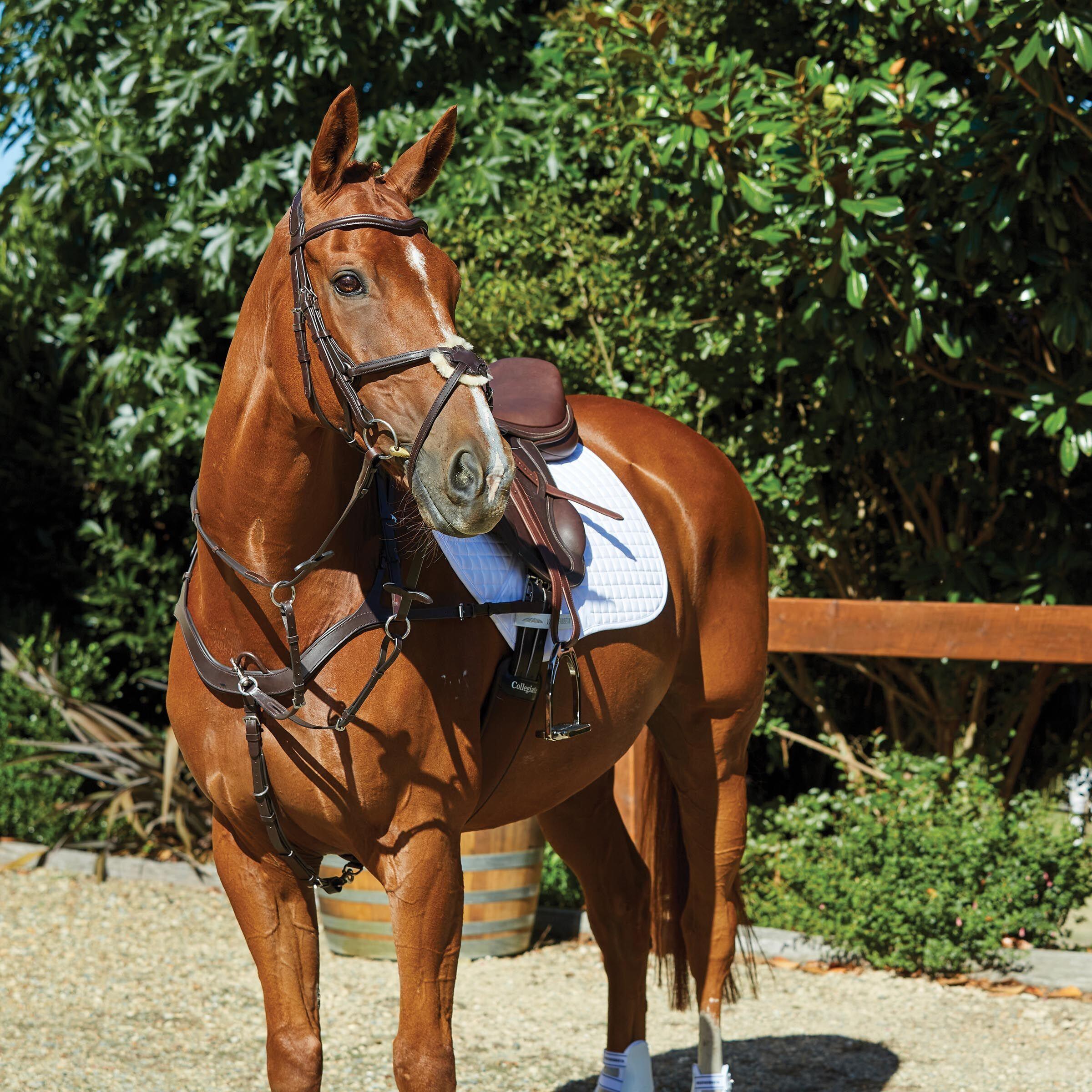 Uzda jeździecka Weatherbeeta Collegiate Comfitec