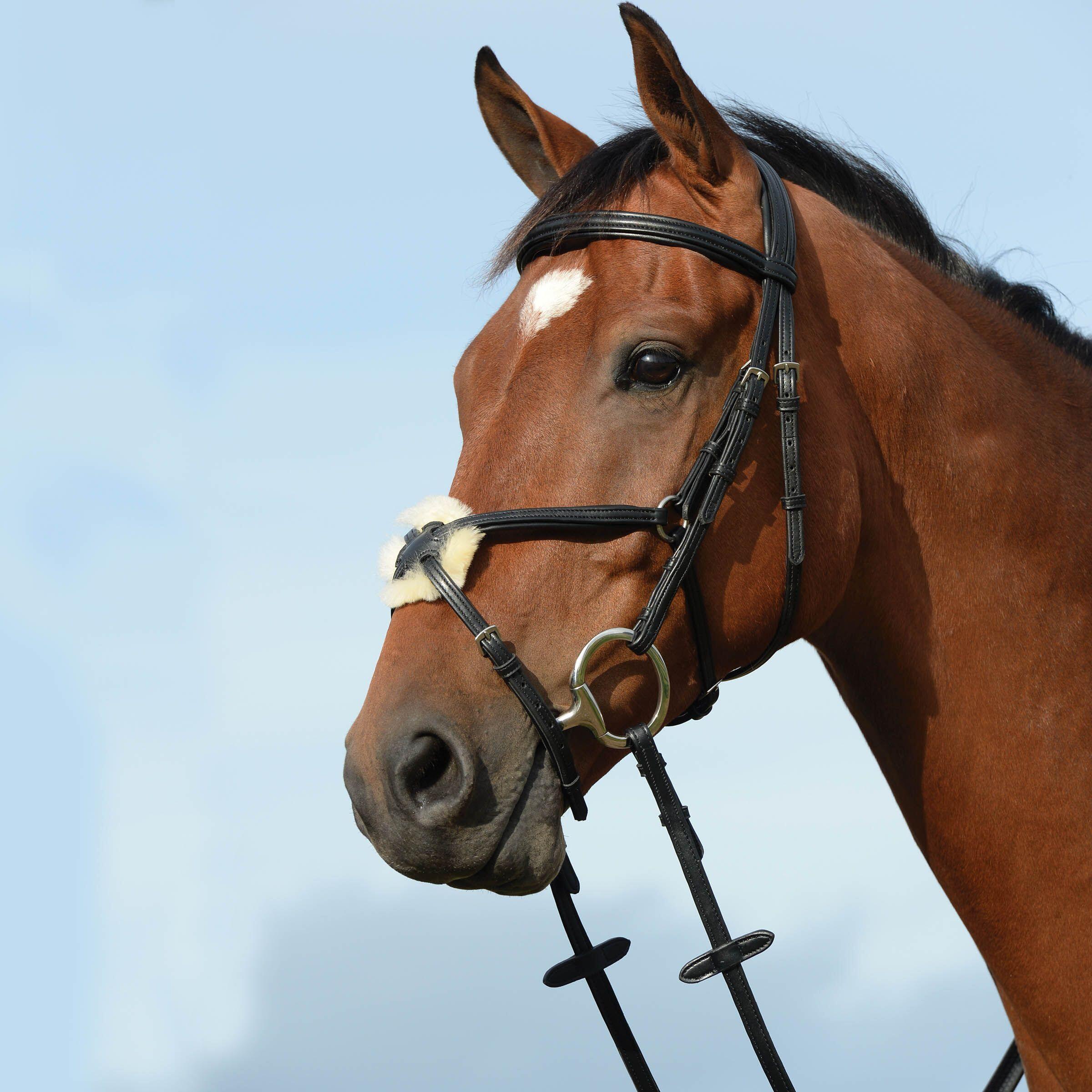 Uzda jeździecka z podwyższoną wyściółką w kształcie ósemki Weatherbeeta Collegia