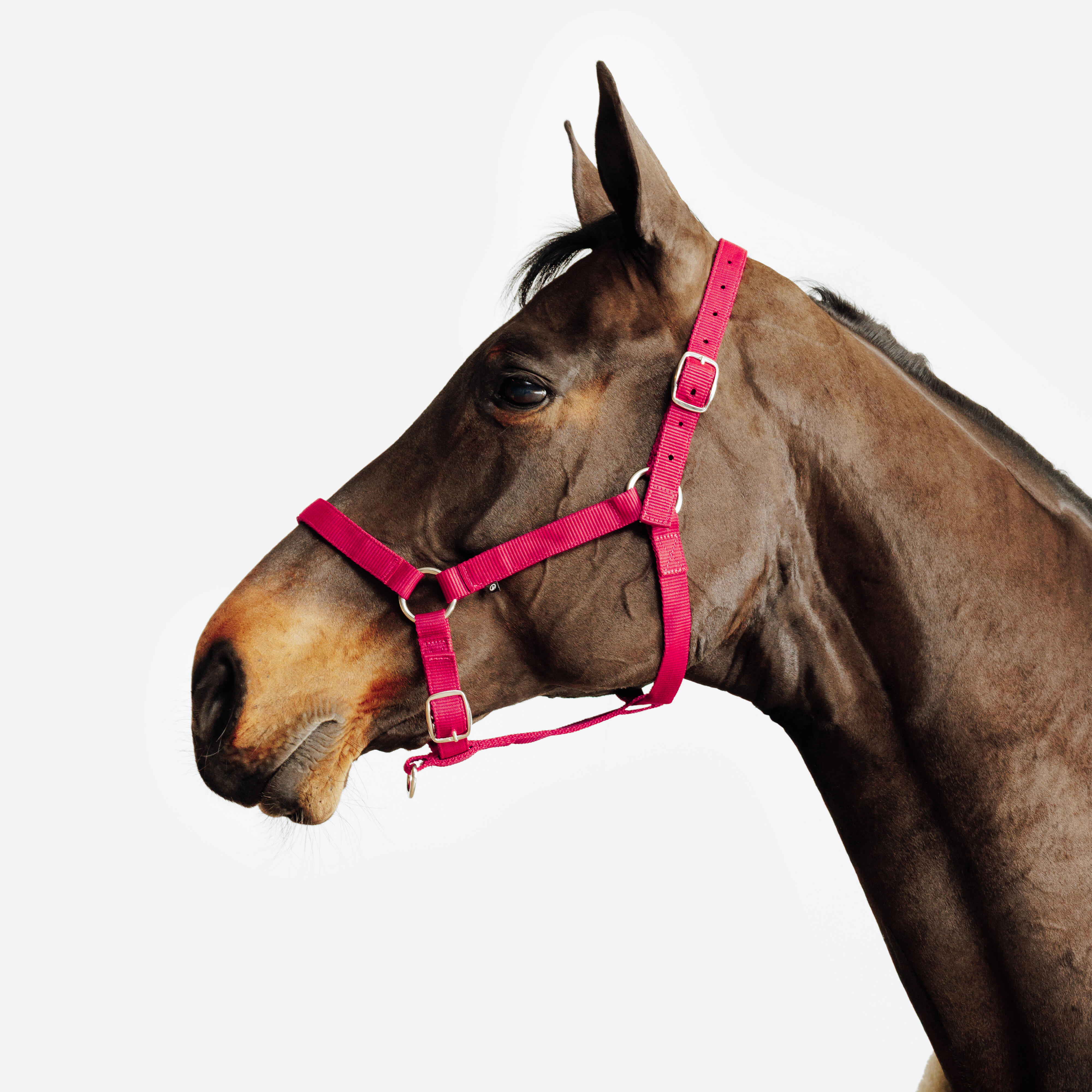 Kantar Schooling dla konia i kuca