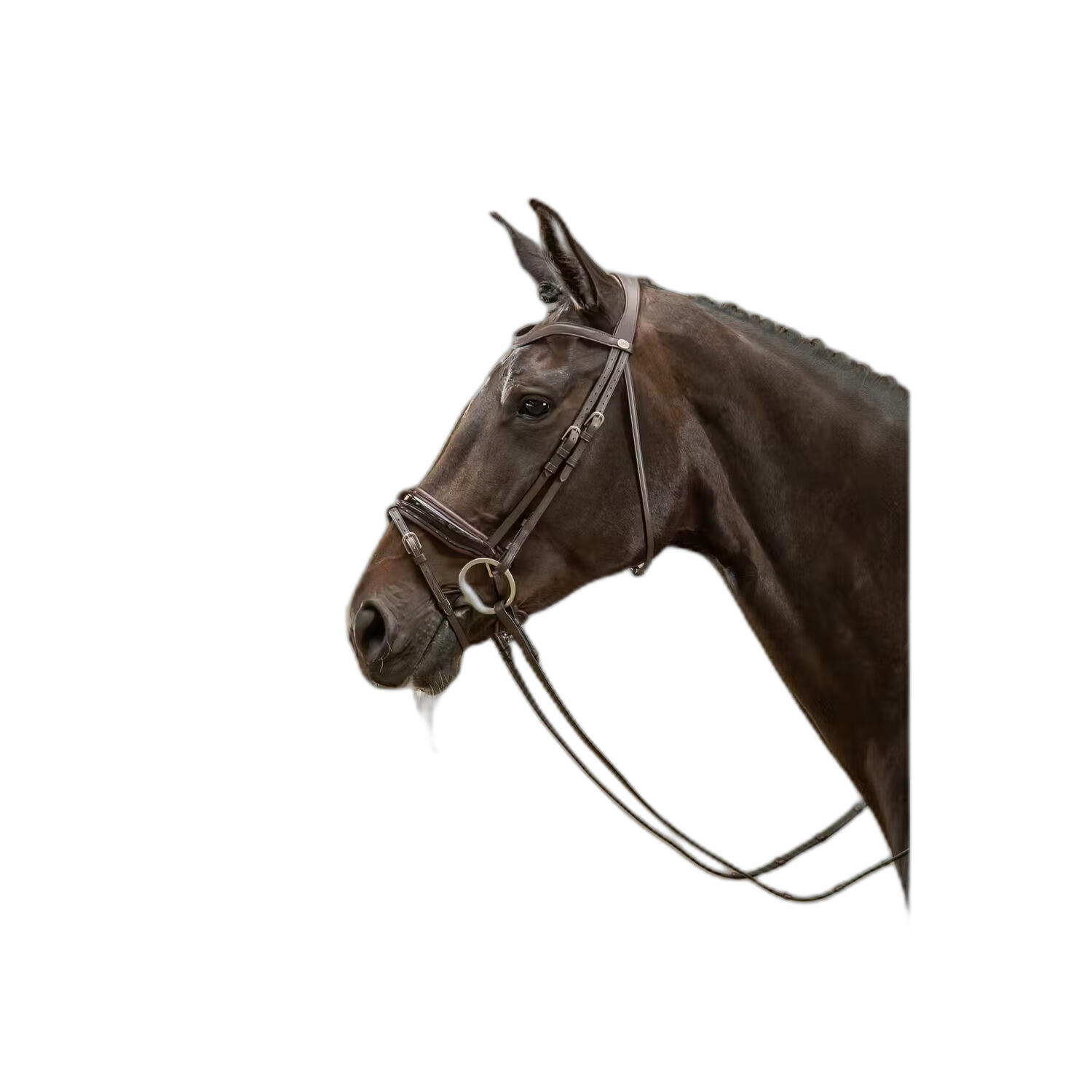 Szczęka jeździecka z szeroką kombinowaną wędzidłem lakierowanym Dy'on