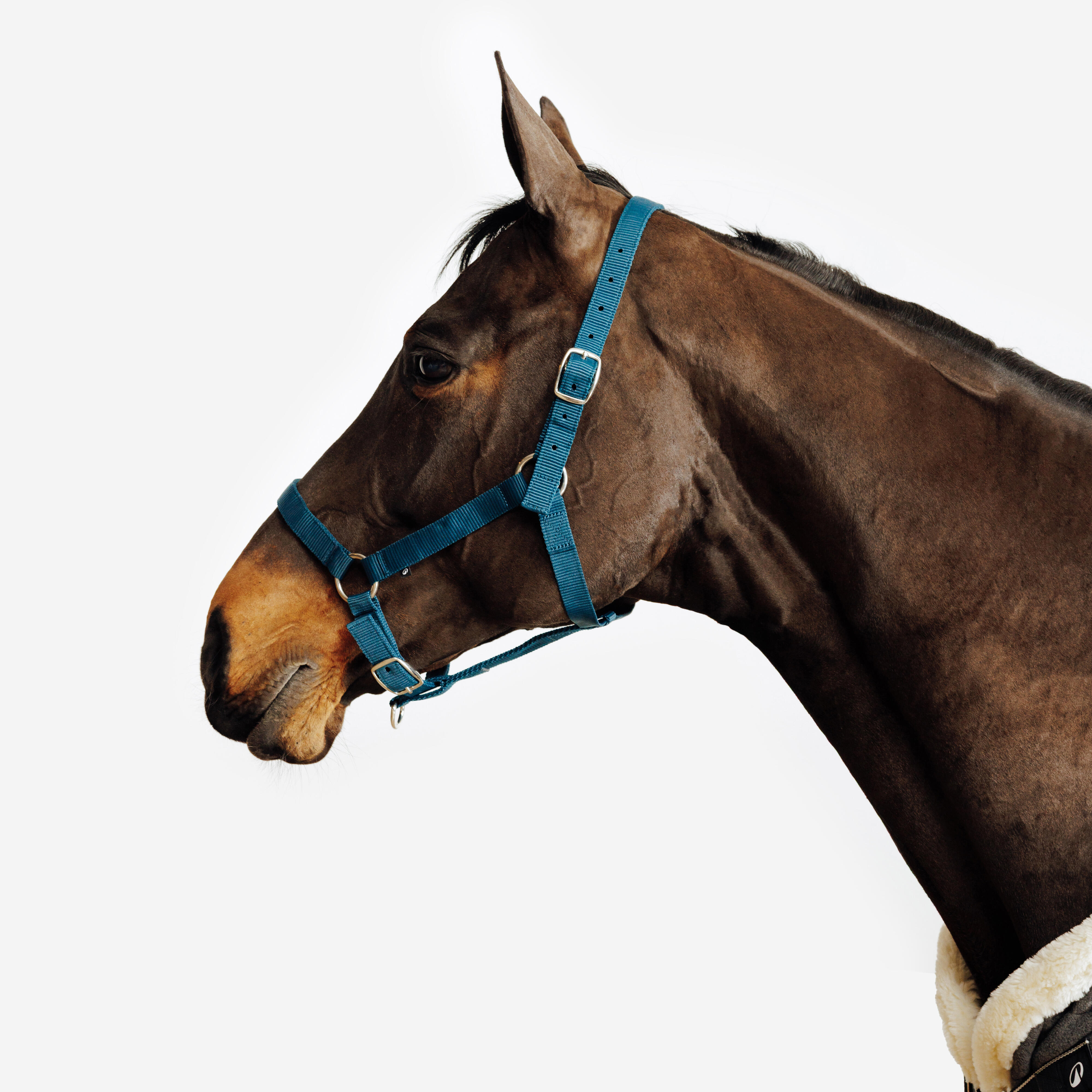 Kantar Schooling dla konia i kuca