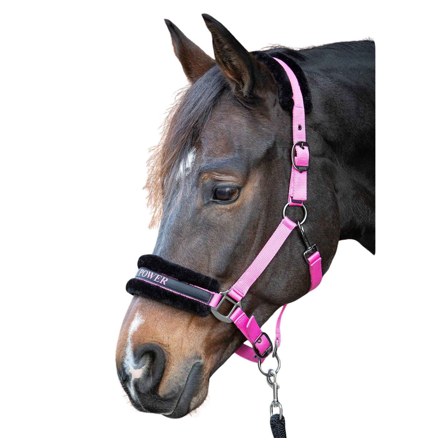 Kantar dla koni Harry's Horse Lyrics Quotes