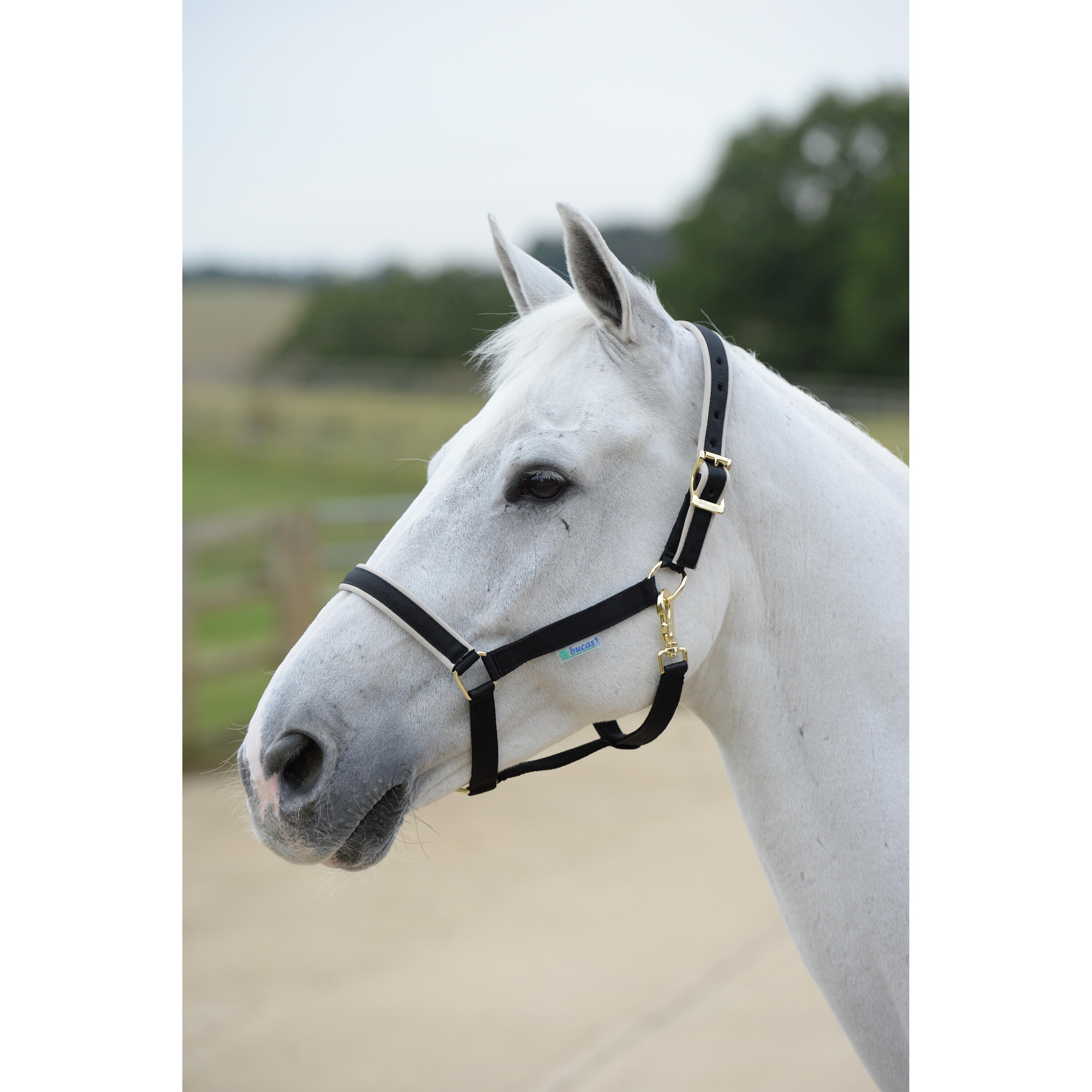 Kantar dla koni Bucas Dublin