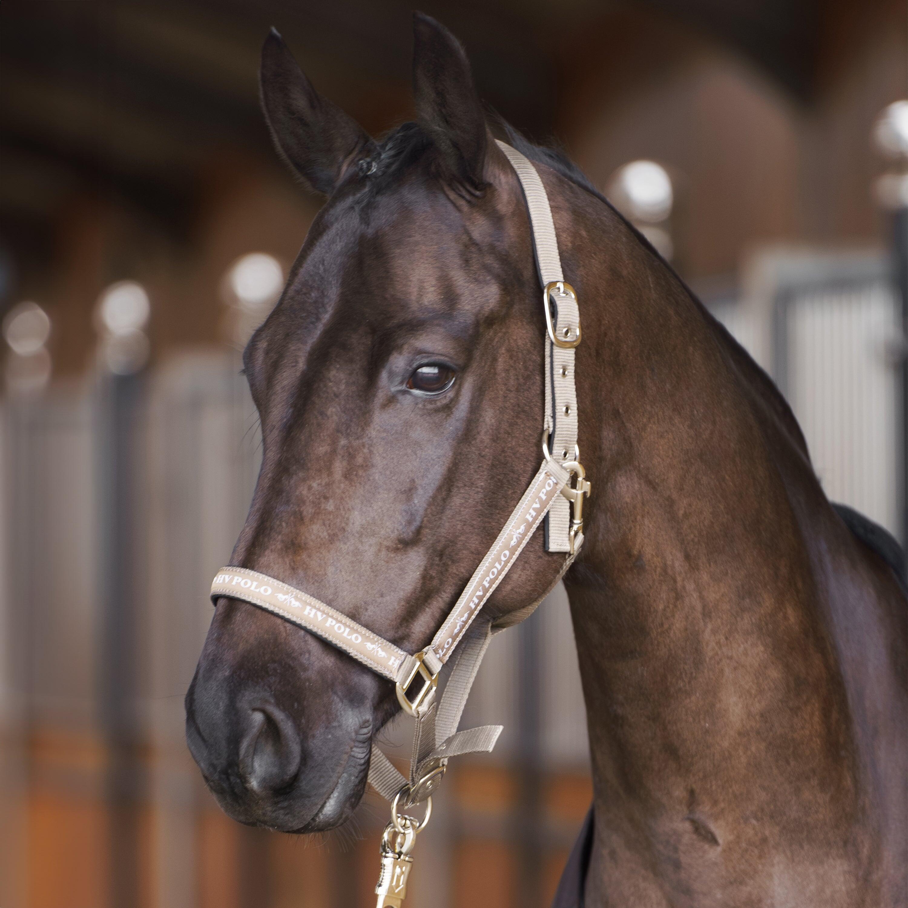 Halter dla koni HV Polo Nena