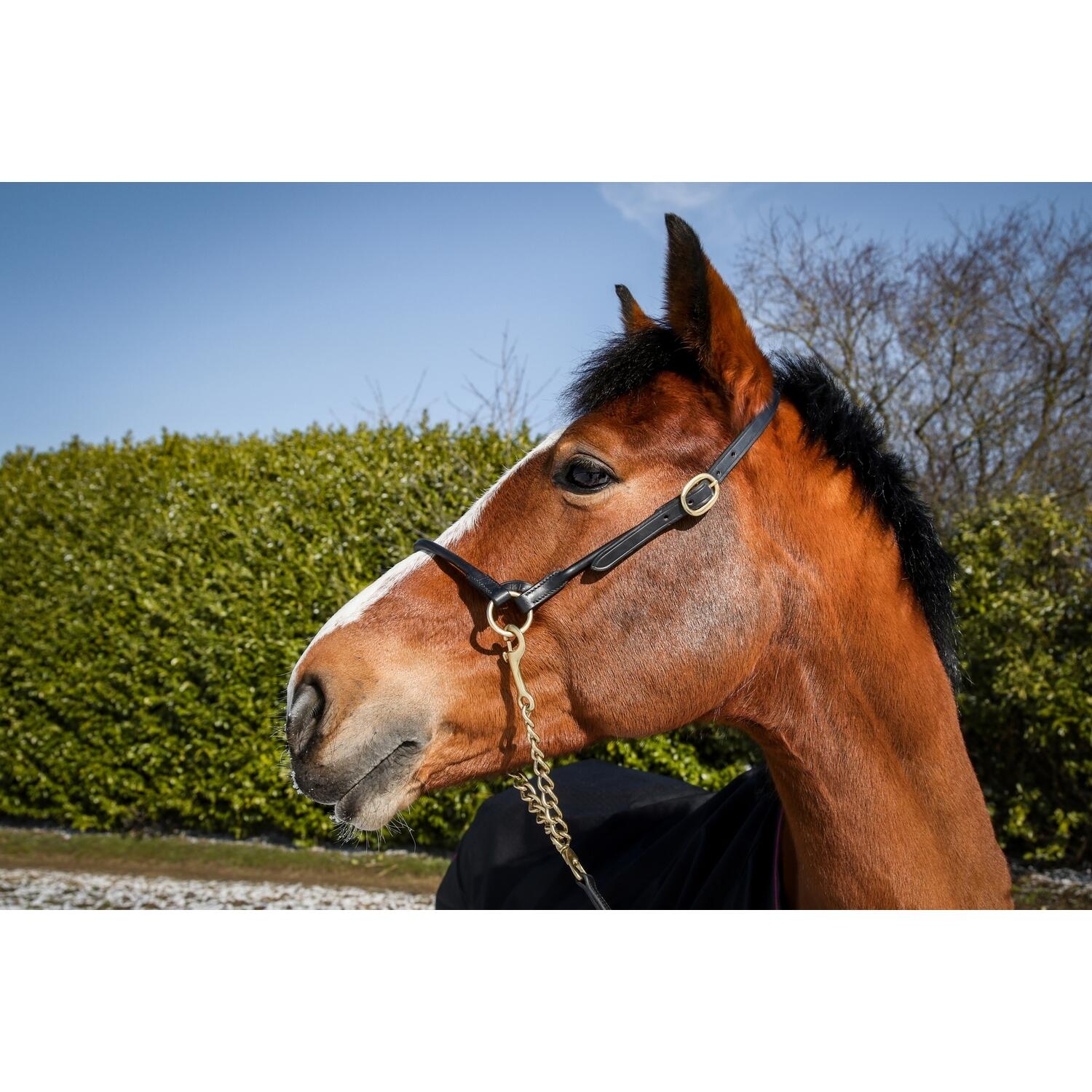 Skórzany kantar do pokazów dla koni T de T