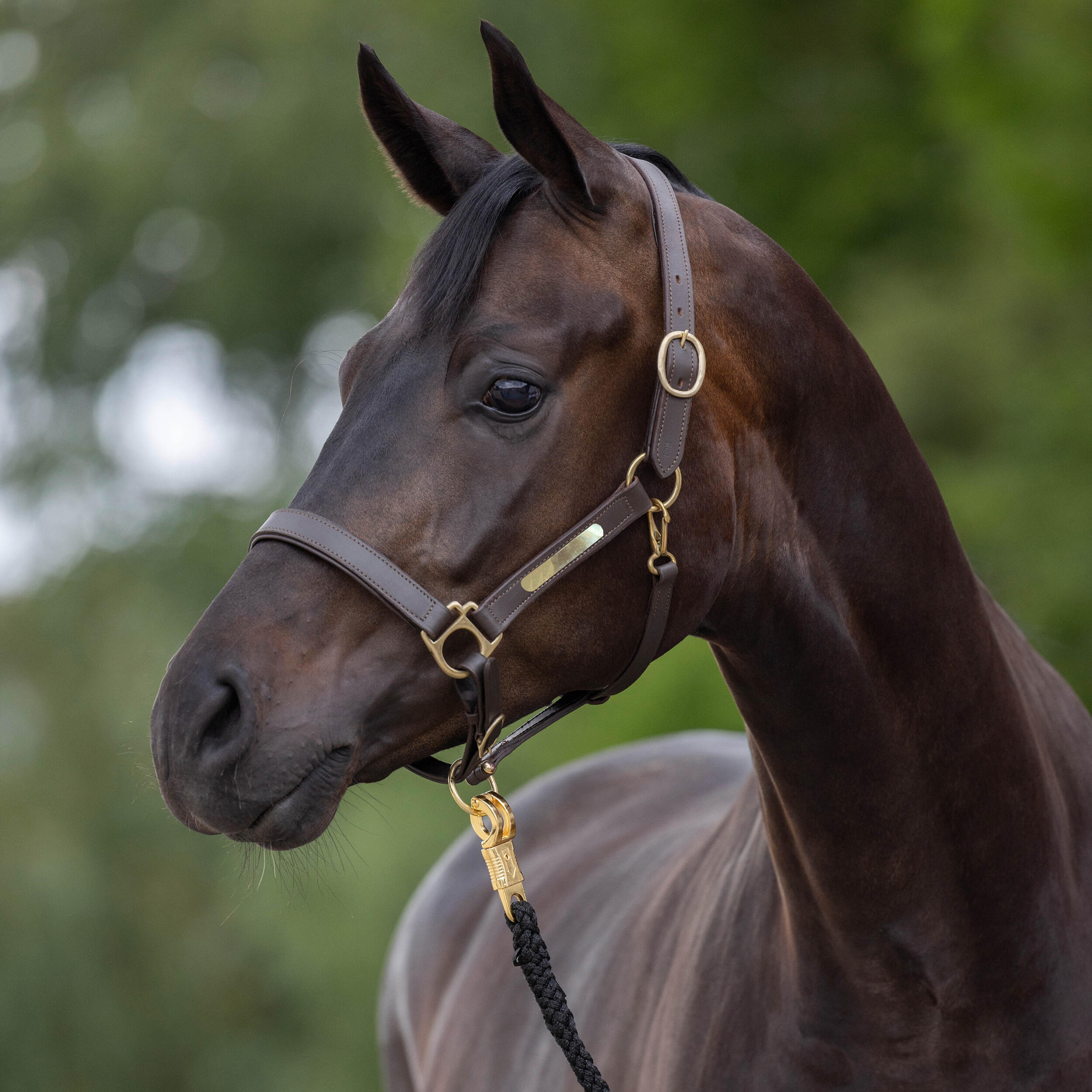 Kantar ze skóry z tabliczką dla konia i kucyka