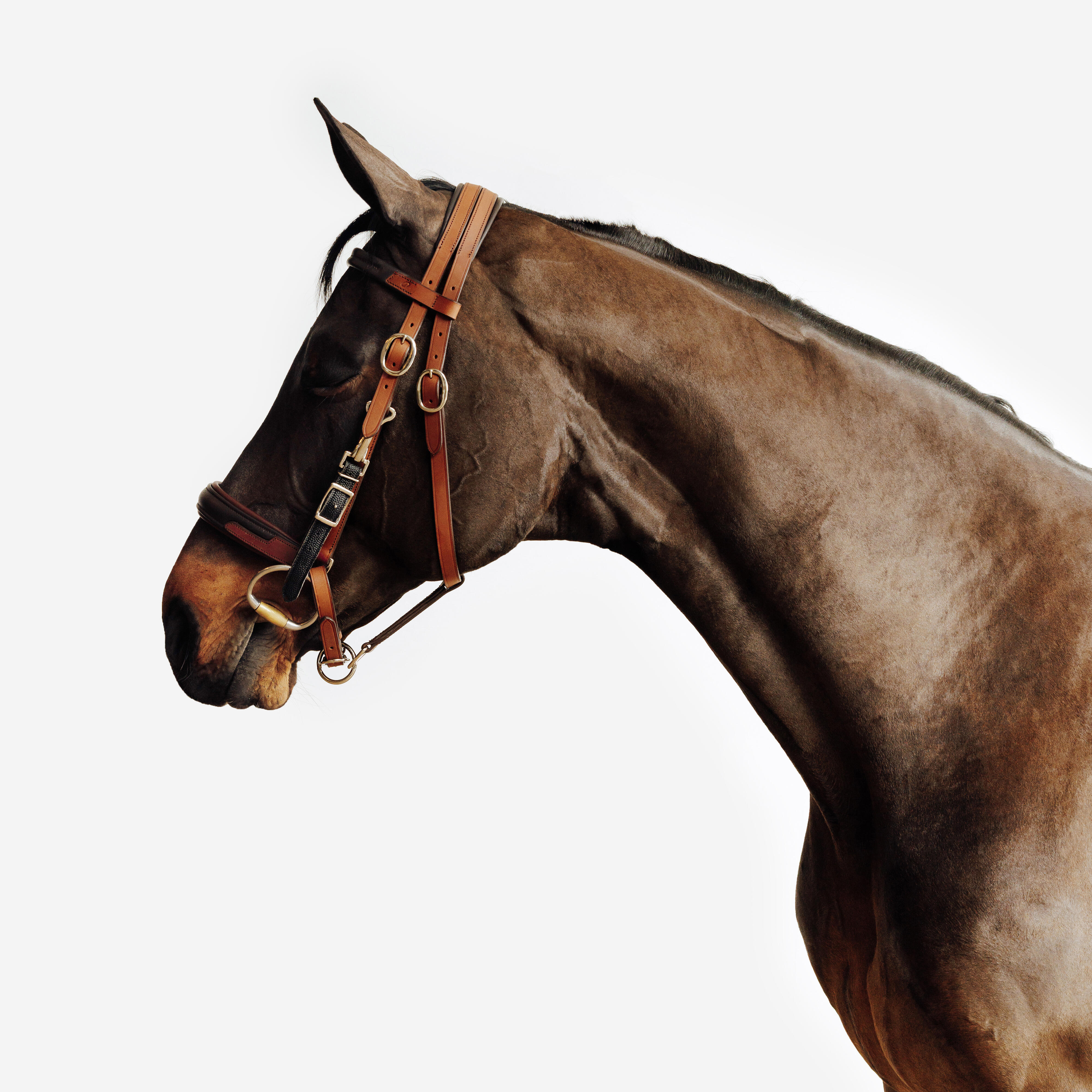 Wielofunkcyjne ogłowie/kantar Escape