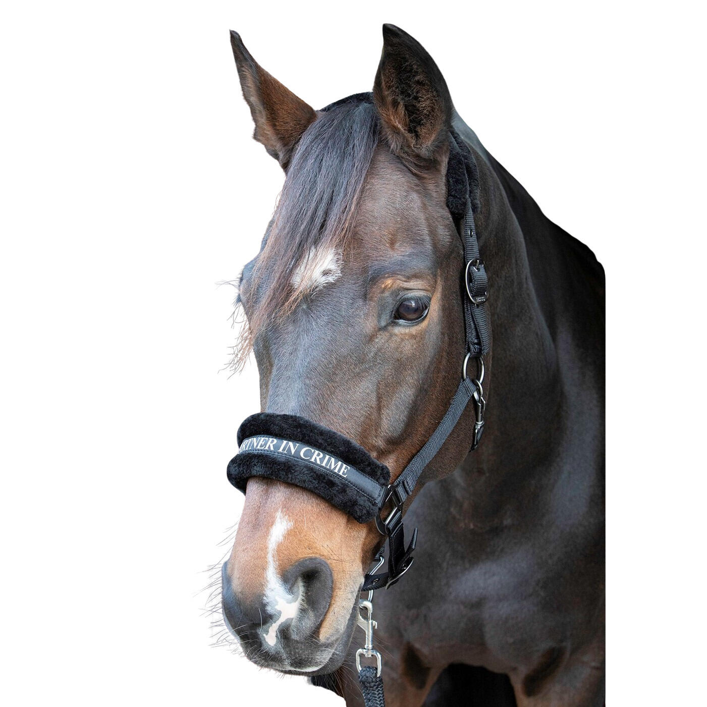 Kantar dla koni Harry's Horse Lyrics Quotes