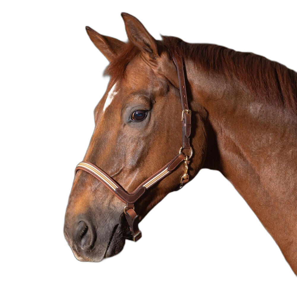 Skórzany kantar dla koni Harry's Horse Flash