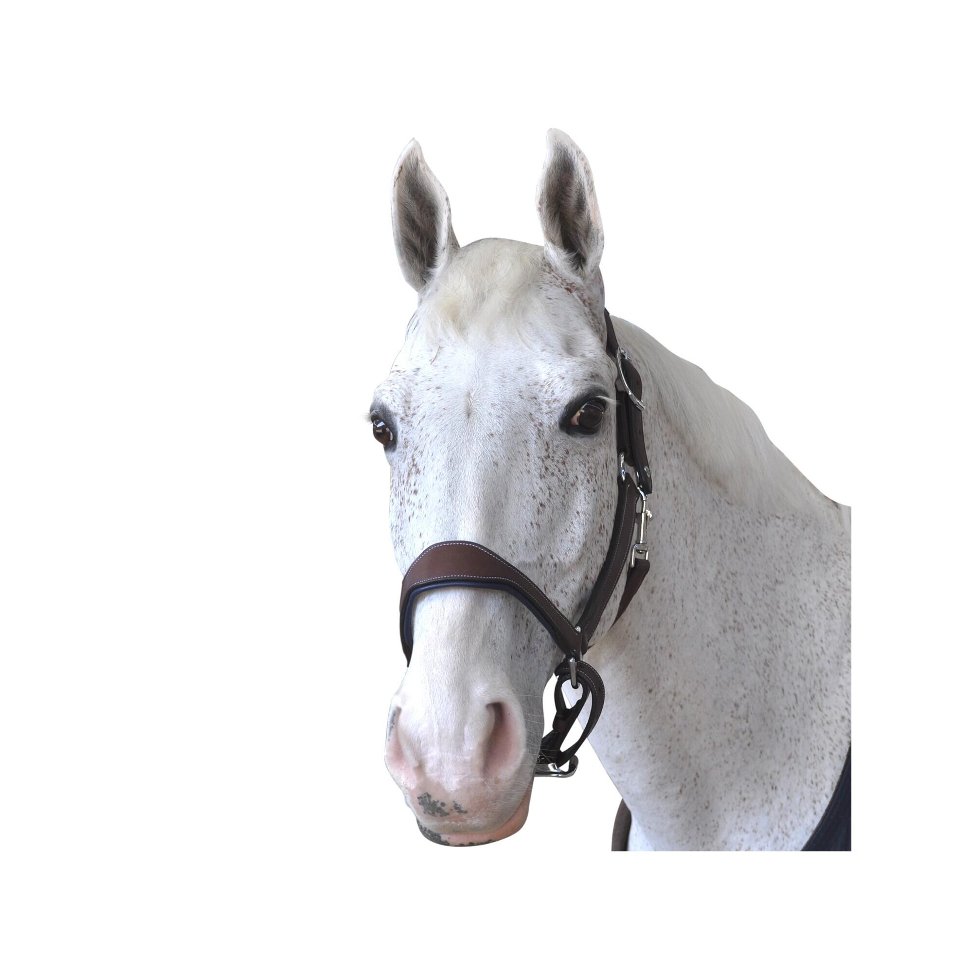 Skórzany halter Flags&Cup Paris