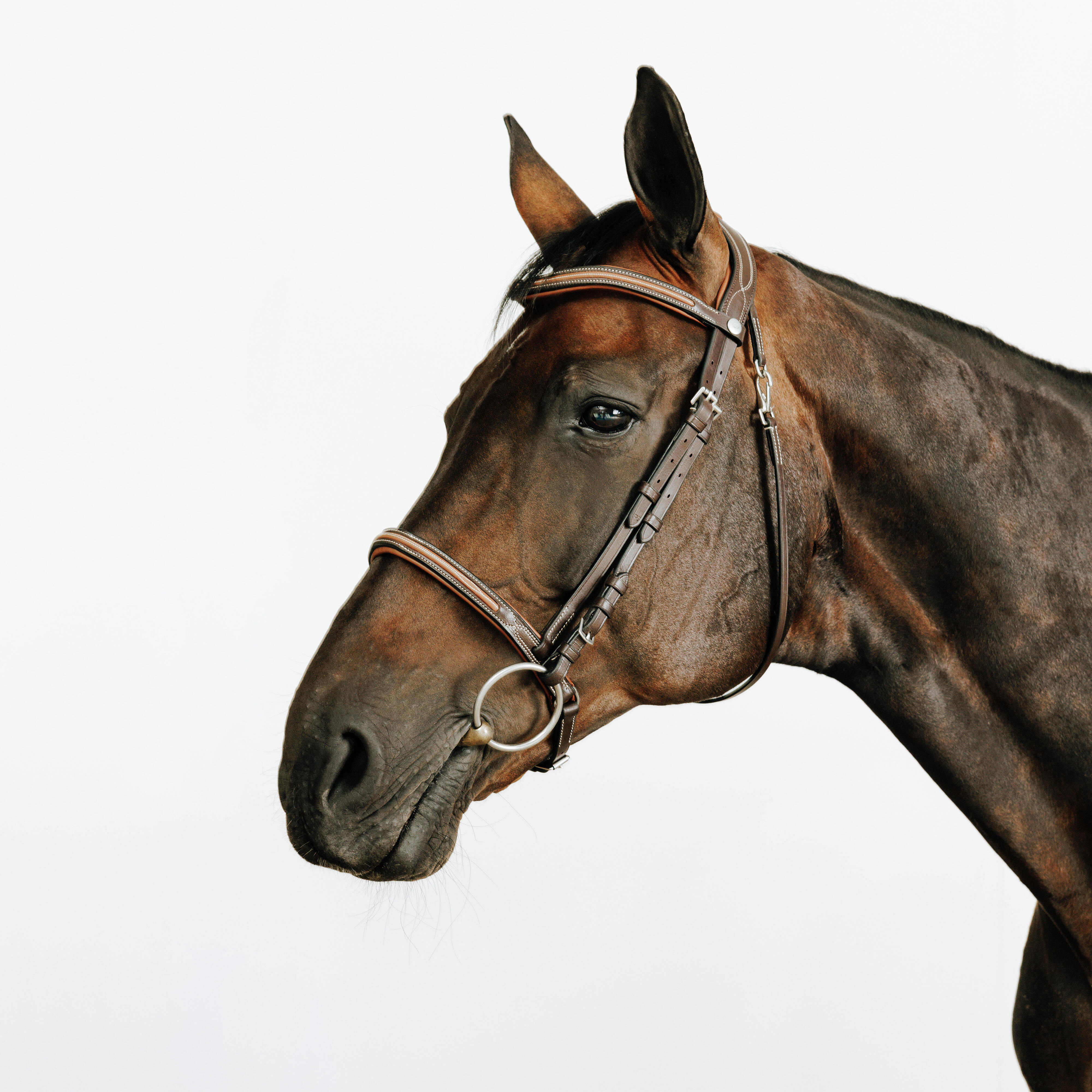 Ogłowie stębnowane ze zwykłym nachrapnikiem 580
