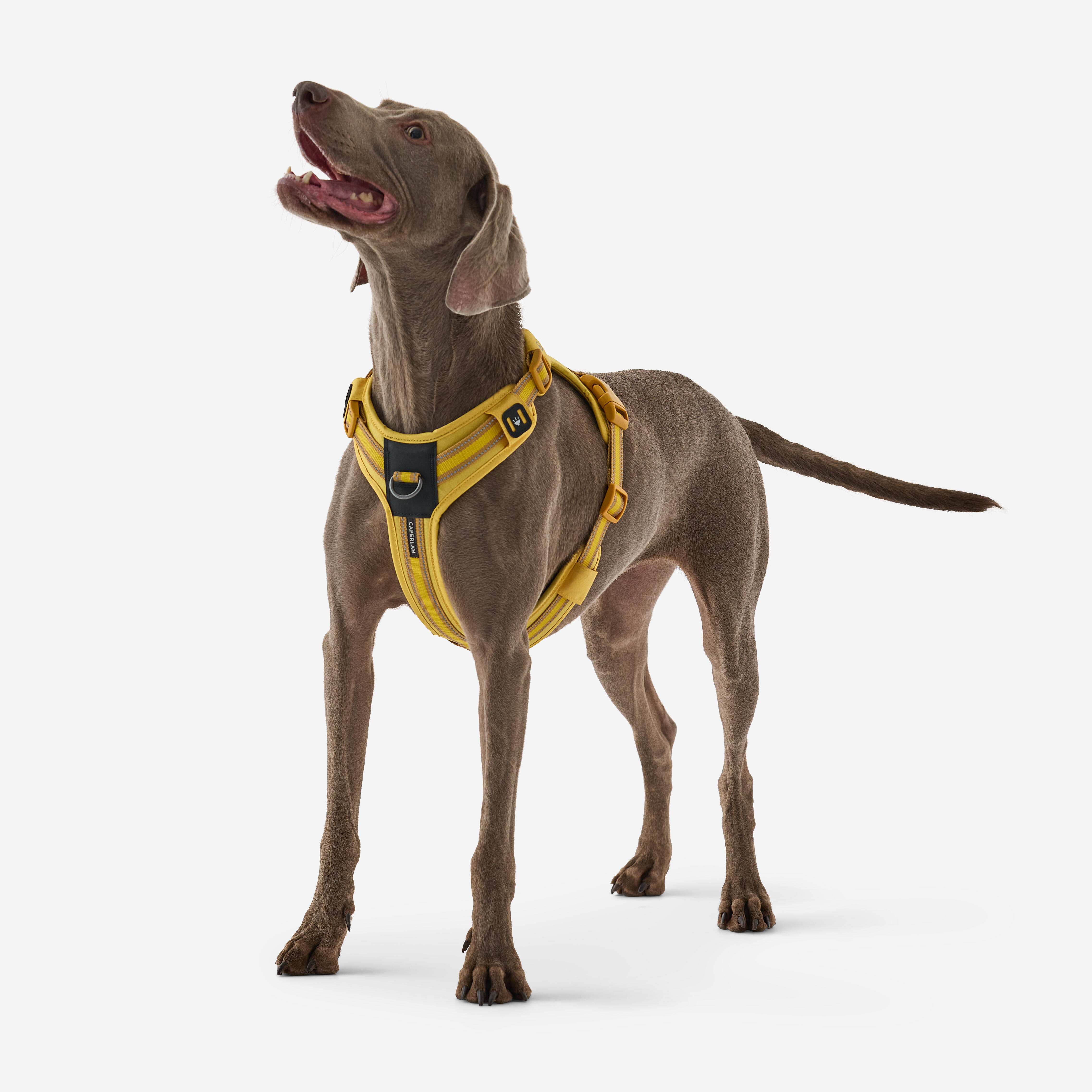 Szelki dla psa Solognac Outdoor 500