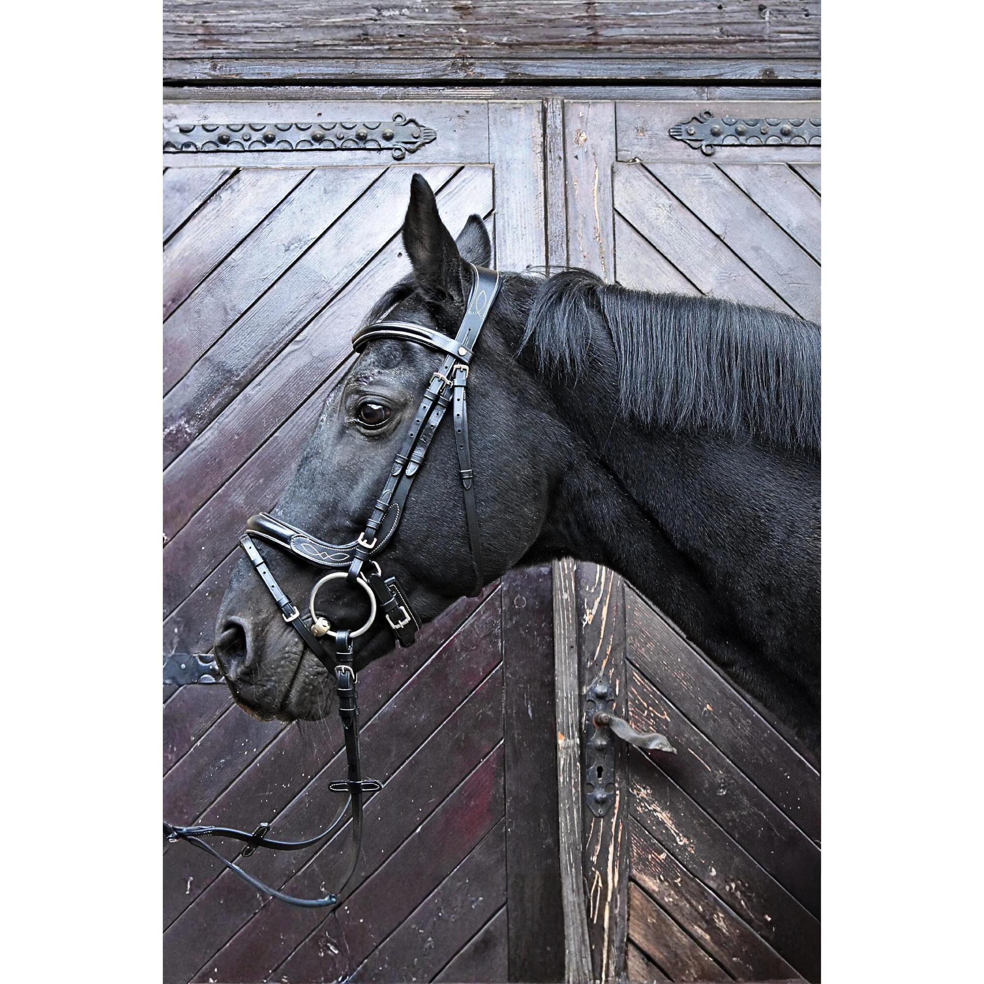 Ogłowie jeździeckie dla konia EQUESTRIAN QUEEN Electra anatomiczne skórzane