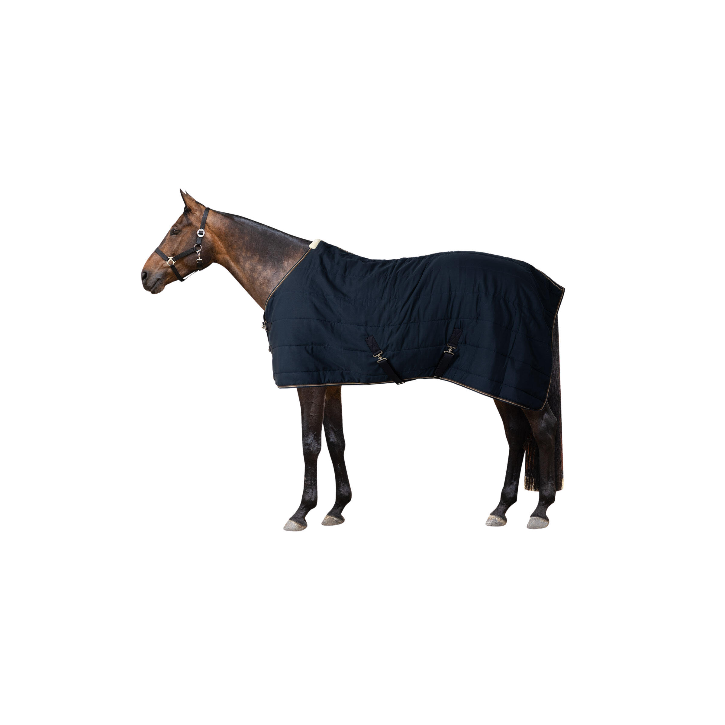 Hobby Horse LeMieux Dream