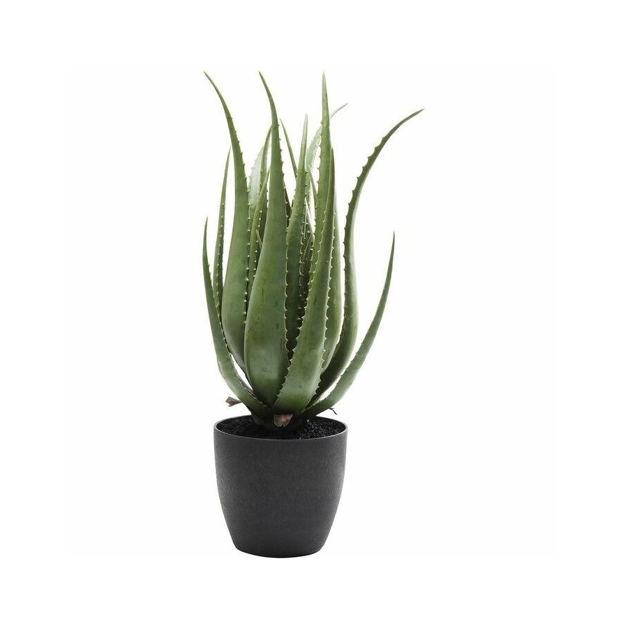 Kare roślina dekoracyjna aloe 69 cm