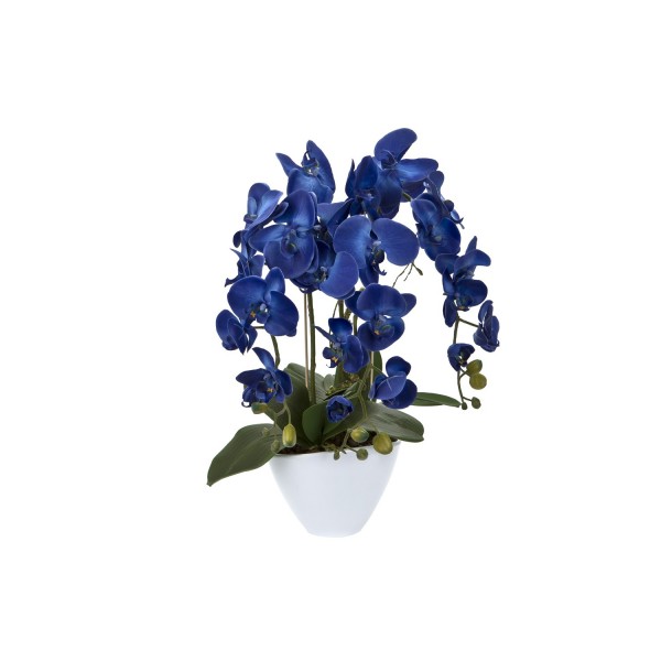 Storczyk w donicy 3 - pędy