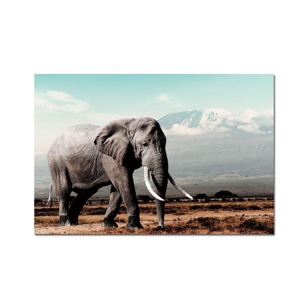 Obraz szklany 120x80 Słoń afrykański (260281)