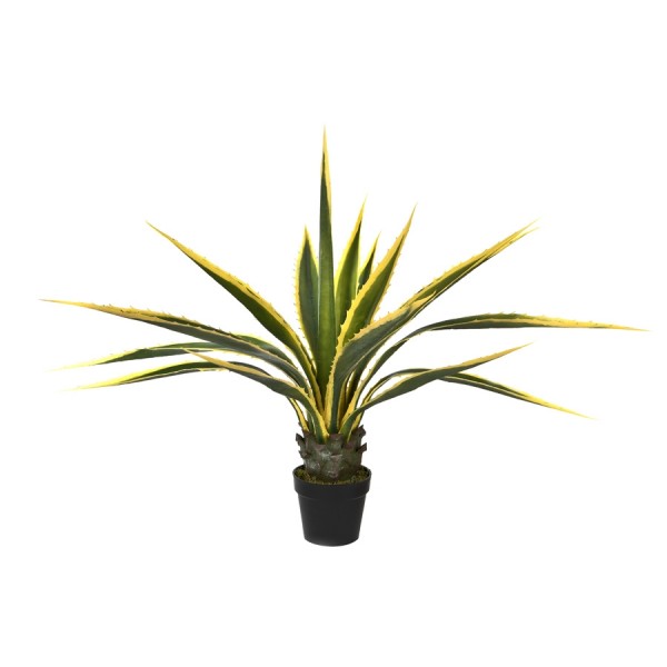 Agawa w doniczce 115cm