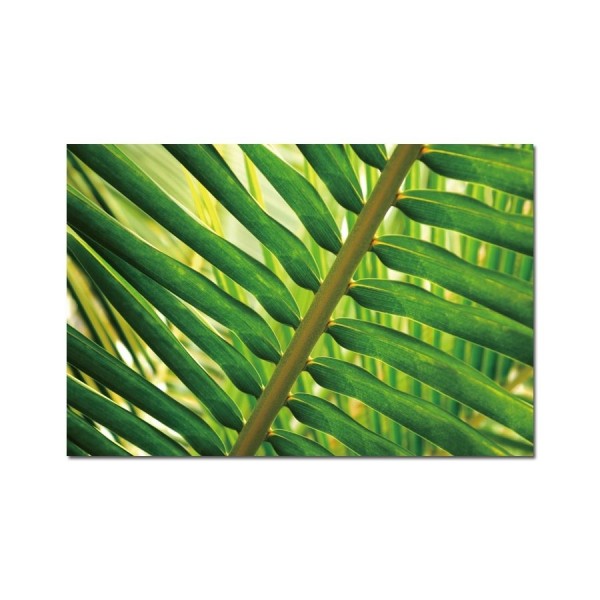 Obraz szklany 120x80 Liść Areka