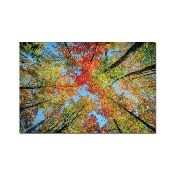 Obraz szklany 120x80 Drzewa
