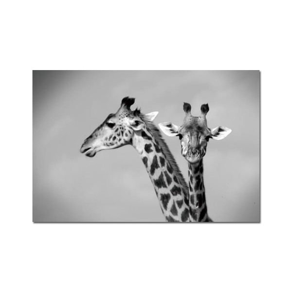 Obraz szklany 120x80 Żyrafy (260285)