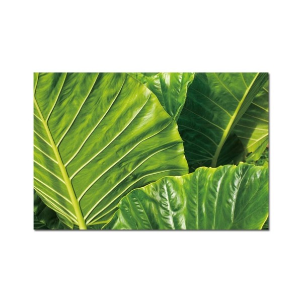 Obraz szklany 120x80 Duże liście