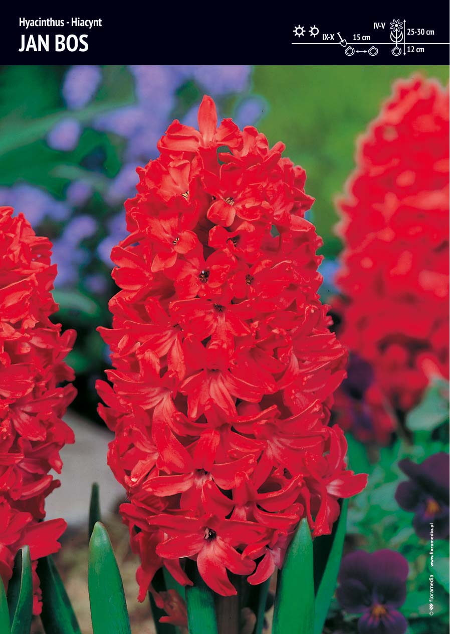 Hiacynt 'Jan Bos' – 10 szt.