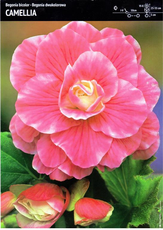 Begonia Bulwiasta 'Camelia' – Dwukolorowa – 3 szt.
