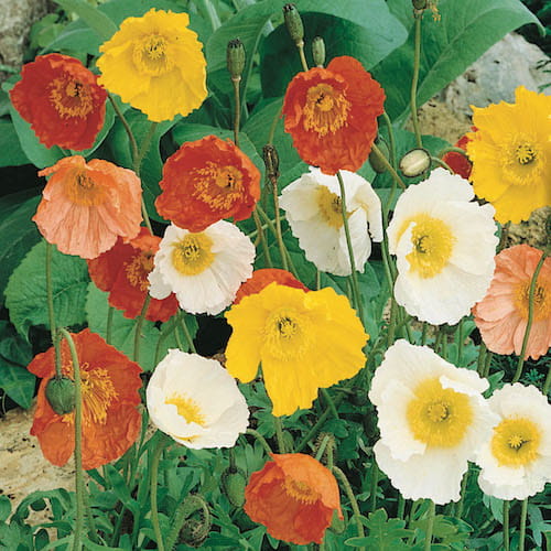 Mak Nagołodygowy 'Pastell' – Mix – Kiepenkerl