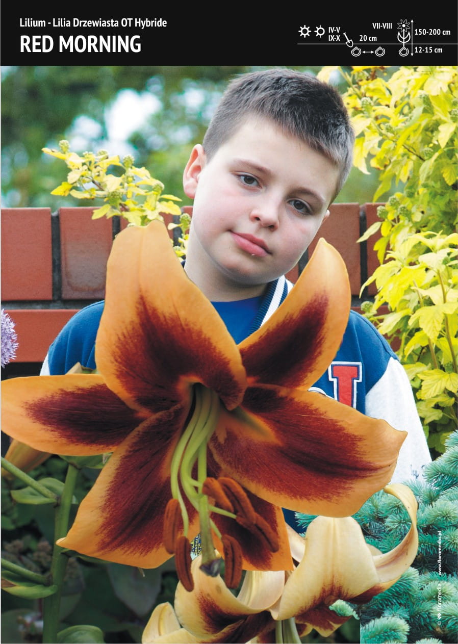 Lilia Drzewiasta 'Red Morning' – 1 szt.