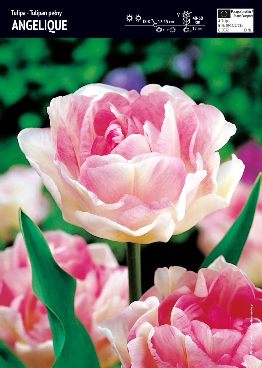 Tulipan 'Angelique' – Pełny – 10 szt.