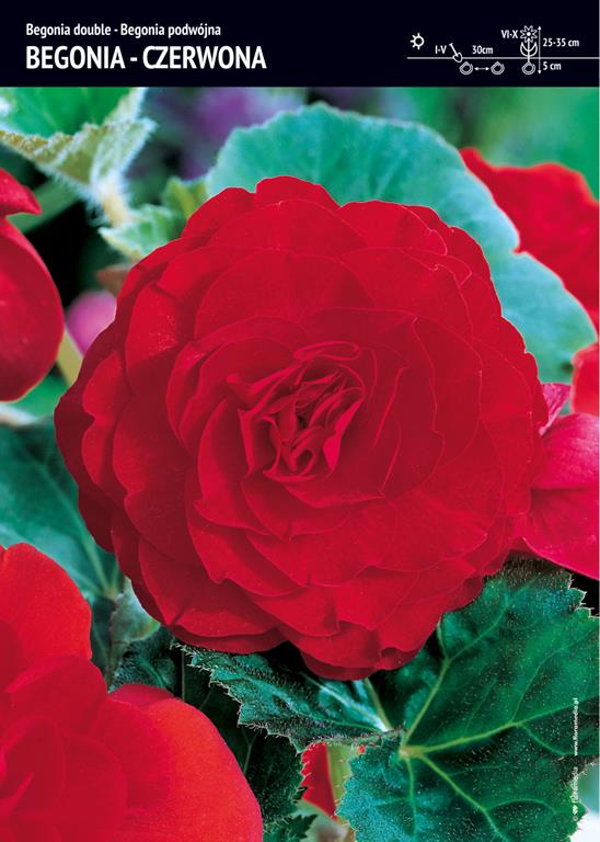 Begonia Bulwiasta Podwójna – Czerwona – 3 szt.