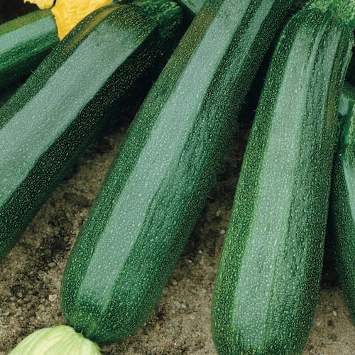 Cukinia 'Diamant' F1 – Kiepenkerl