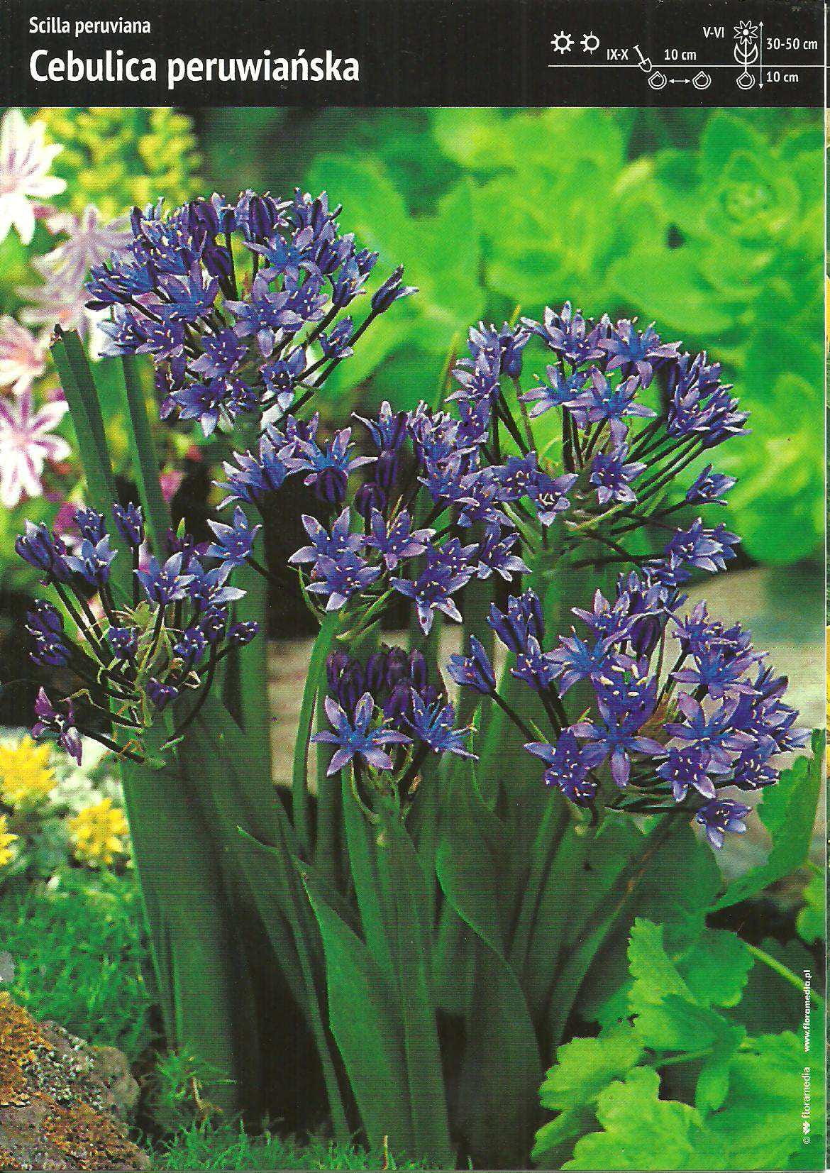 Cebulica Peruwiańska – Scilla Peruviana – 1 szt.