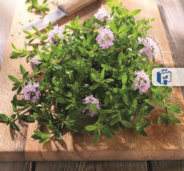 Tymianek 'Tim' – Aromatyczny – Kiepenkerl