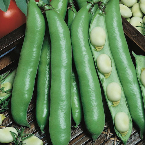 Bób 'Dreifach Weiße' – Biały – Kiepenkerl