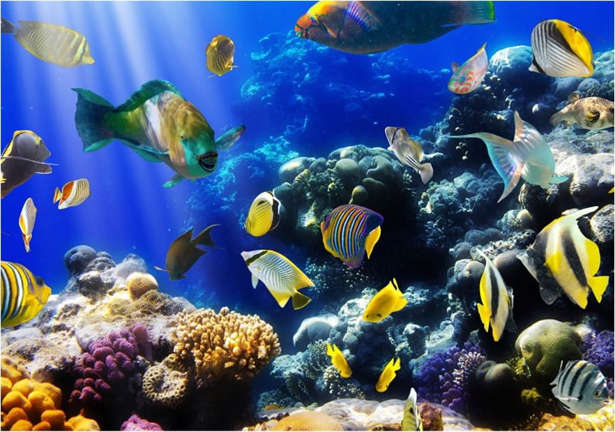 DecoNest Fototapeta - Podwodna przygoda - 100X70