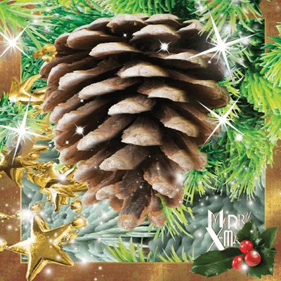 Worth Keeping Pocztówka 3D Szyszka