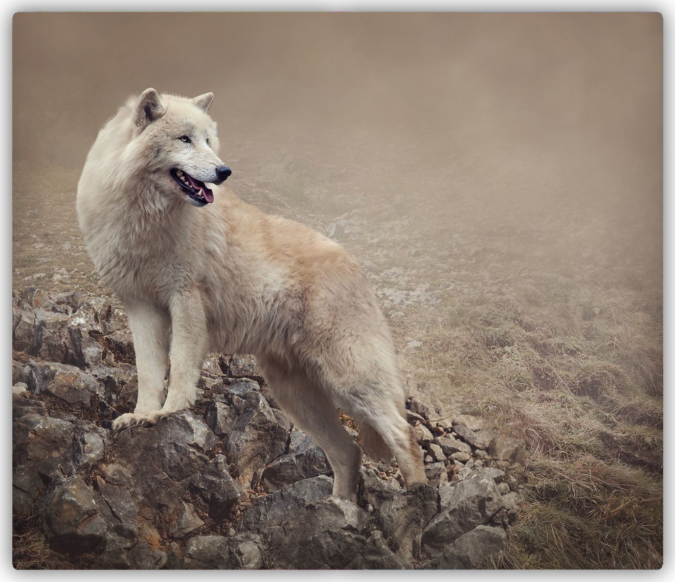 Deska do krojenia Tulup szklana Biały wilk na skale 3 60x52cm