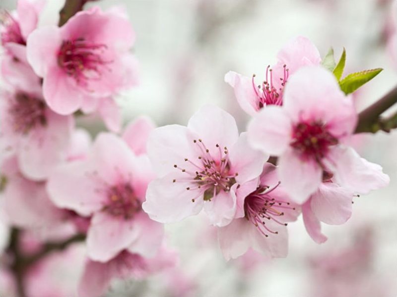 DecoNest Fototapeta - Kwitnąca wiśnia - różowe kwiatuszki - 300X231