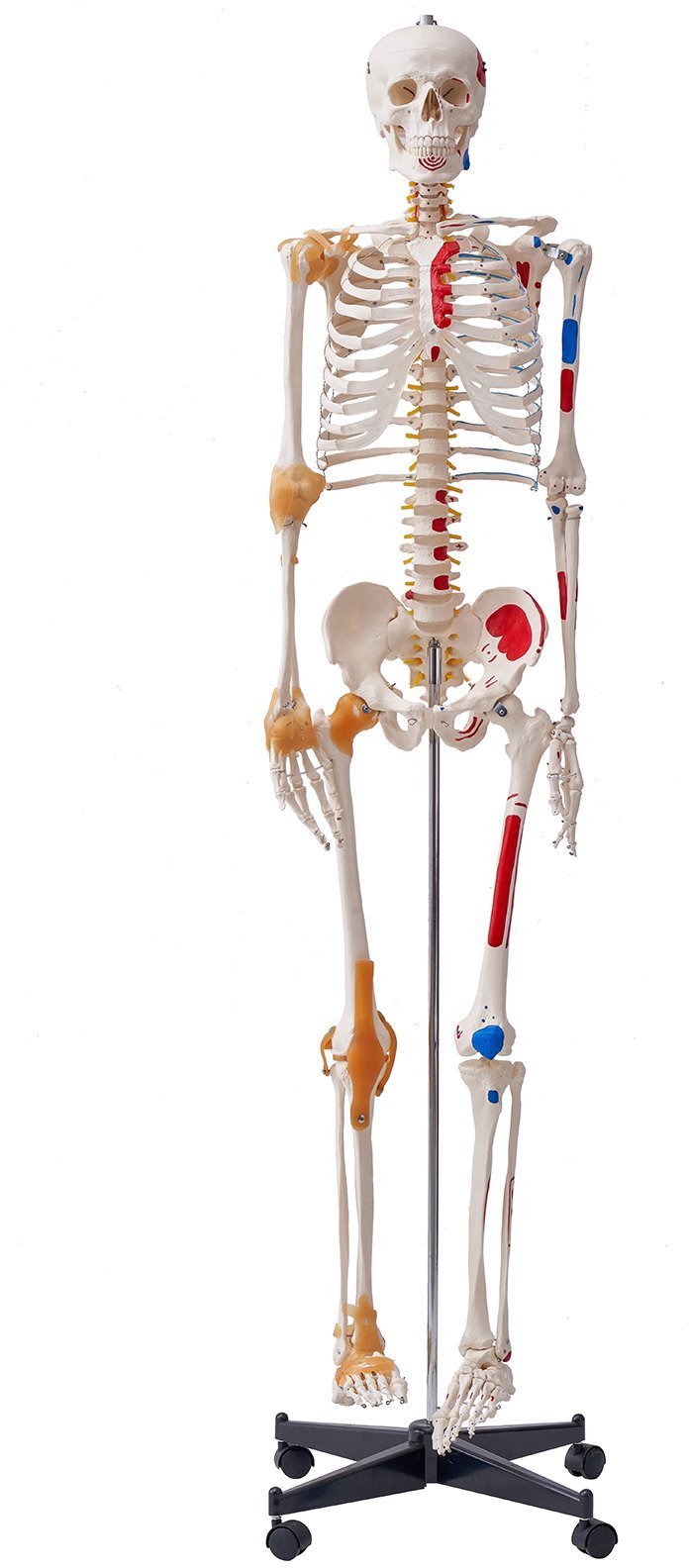 Model Anatomiczny Szkielet