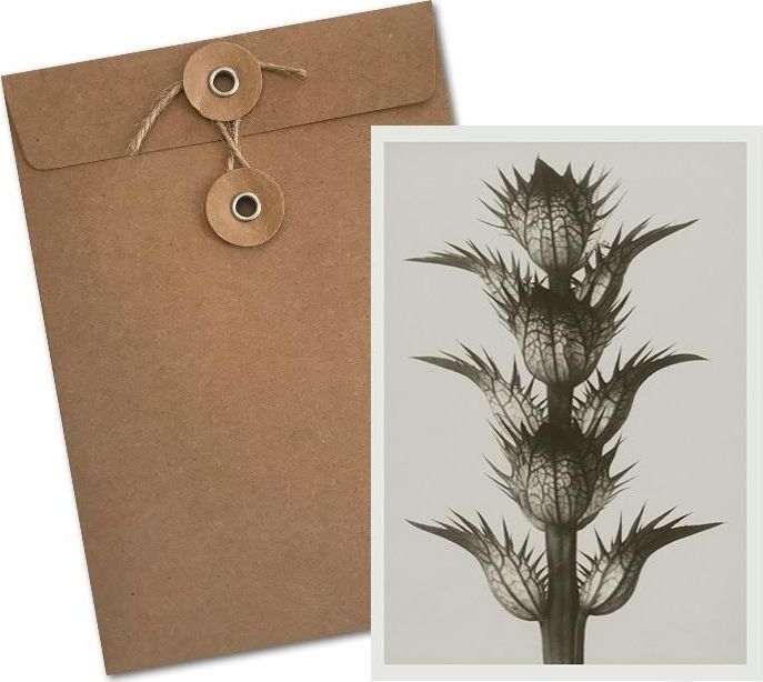 Skona Ting Karnet BF5-100 Akant miękki