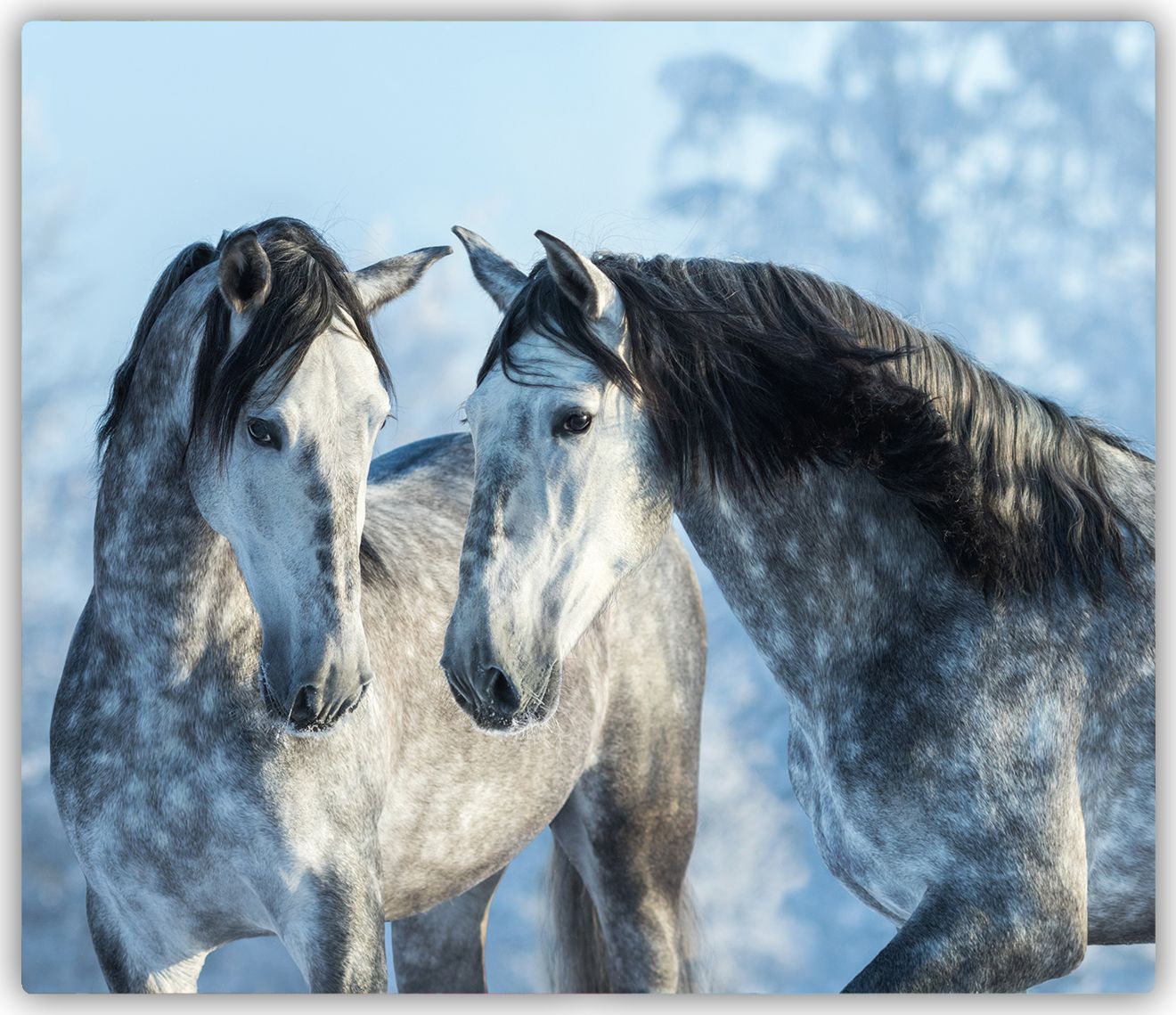 Deska do krojenia Tulup szklana Szare konie zimą 3 60x52cm