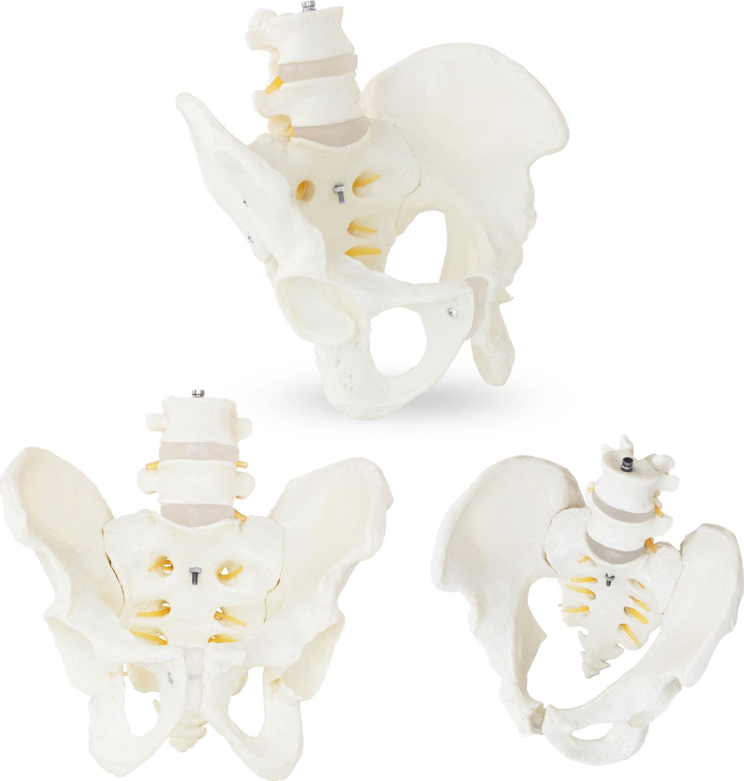 Physa Model anatomiczny męskiej miednicy z kręgami lędźwiowymi w skali 1:1