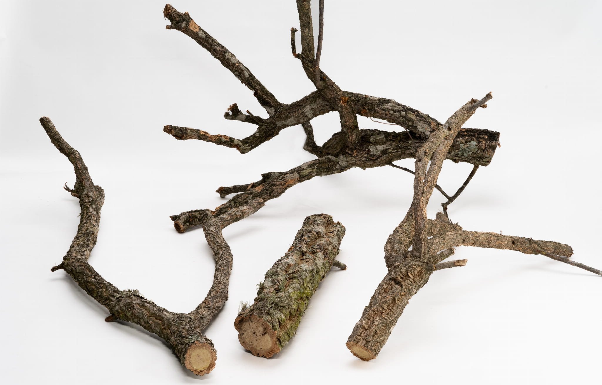 Bioterr BioBranch 40cm Gałąź Dębu korkowego prosta lub rozgałęziona