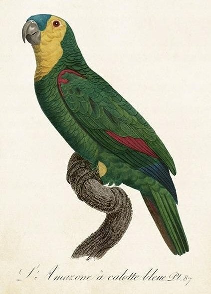 Skona Ting Karnet ST452 B6 + koperta Papuga