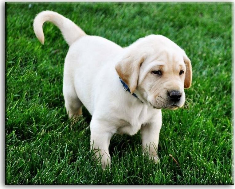 GO-BI Obraz - Dogs&Cats 50x40 cm