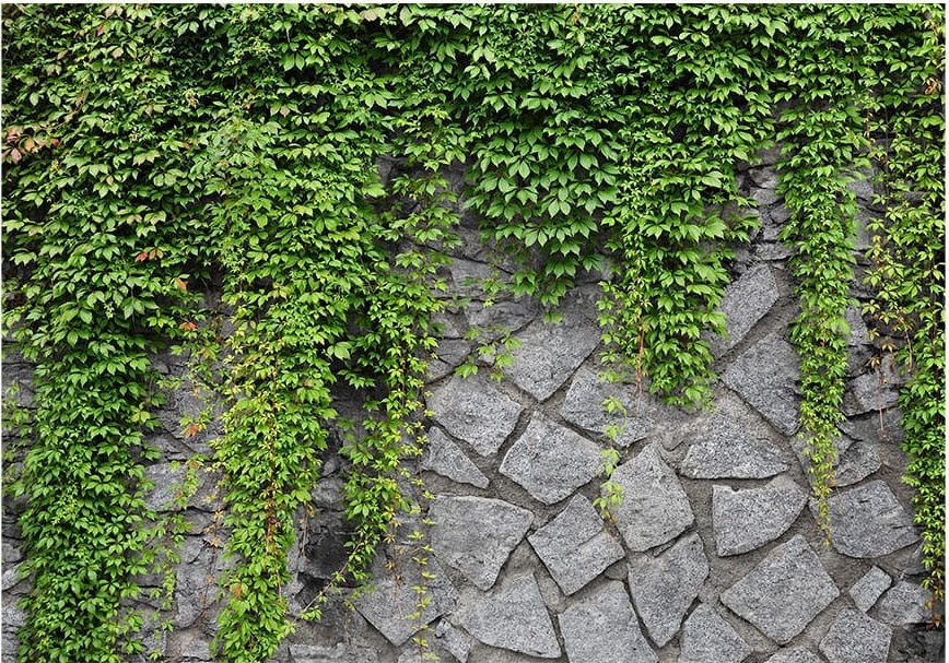 DecoNest Fototapeta - Zielony mur - 250X175